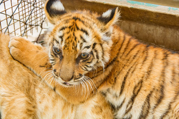 Small tiger cub