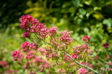 Fleurs roses de printemps