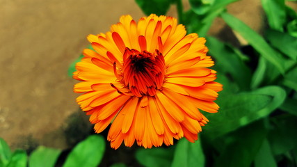 orange flower