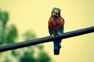 blue bird on a branch