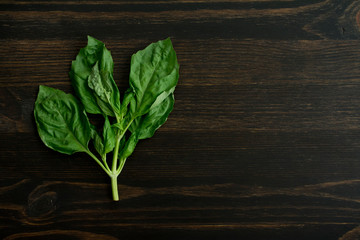 Sprig of Basil on a Dark Wood Background
