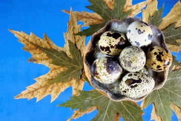 Quail eggs — eggs of quail birds, partridge. The quail eggs have a spotted color - brown spots, the shell is thin and fragile. In cooking - scrambled eggs and decoration of dishes.