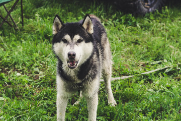 Husky dog ​​in the grass. View on the Carpathian Mountains.