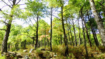mountain forest