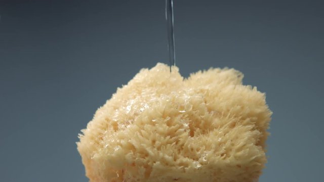dry natural bath sponge and water pouring on it slow motion from 60 fps sponge get wet