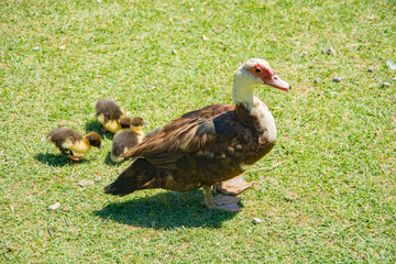 Family of ducks