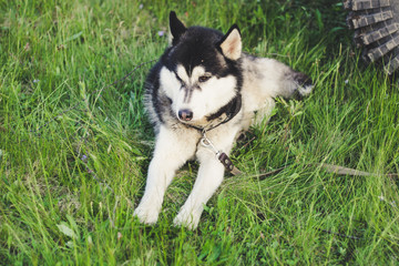 Husky dog ​​in the grass. View on the Carpathian Mountains.