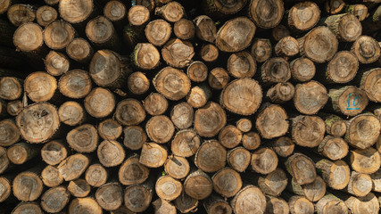 Felled timber stacked up. Tree forestry exploitation