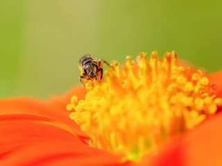 a honey bee feeding on nectar of red Common zinnia (Zinnia elegans) blossom with nature blurred background.