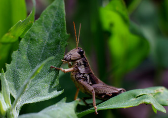 grasshopper eating fresh green leaves