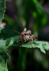 grasshopper resting on the green grass