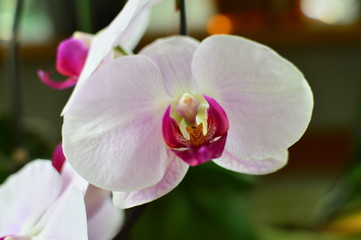 closeup of a orchid