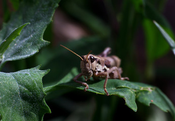 grasshopper eating fresh green leaves