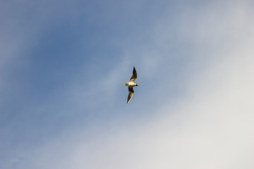 Seagull in flight against the open sky