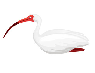 American white ibis flat vector illustration cartoon animal design white bird with red beak on white background side view