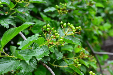 green plant in the garden