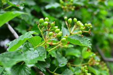 green plant in the garden