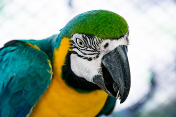 Ara ararauna. Blue-yellow macaw parrot portrait. Ara macaw parrot