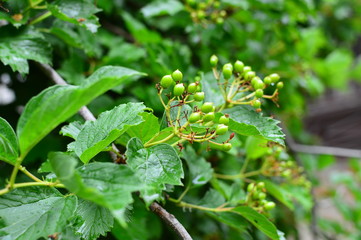 green plant in the garden