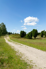 Fototapeta na wymiar Wanderweg in der Lüneburger Heide