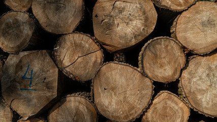 Felled timber stacked up. Tree forestry exploitation