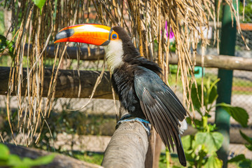 South american mlticolored toco toucan adult bird (Ramphastos toco) close up.
