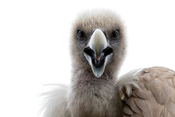 head of a griffon vulture (Gyps fulvus) against white background