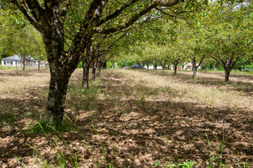 Champ de noyers en Dordogne