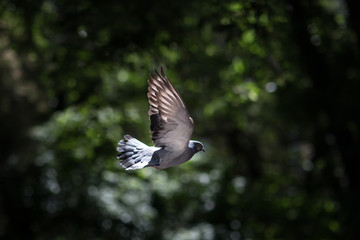 Flying Pigeon against a green bokeh of green tree