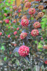 red flowers in the garden