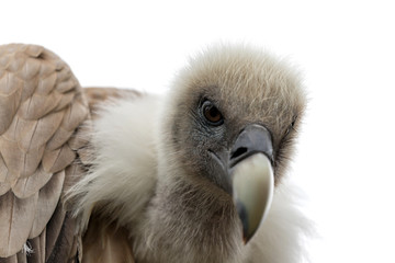 head of a griffon vulture (Gyps fulvus) against white background