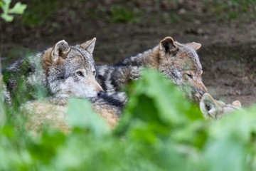 pack of gray wolves (Canis lupus) in nature