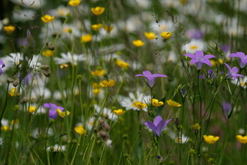 Blumenwiese