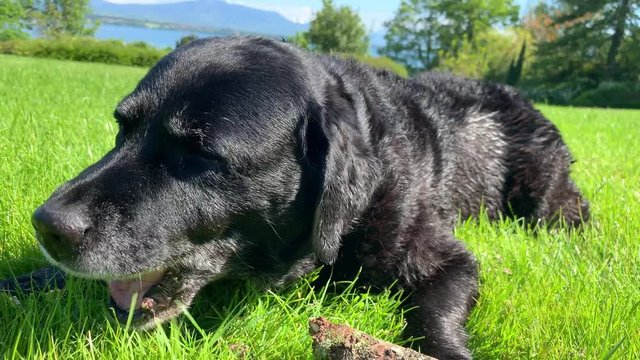 Black labrador biting and chewing on a stick in the grass