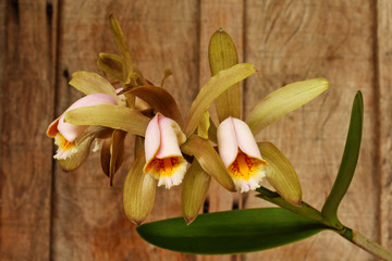orquídea marrom 01