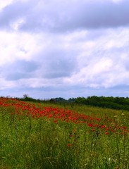 meadows in flowers with red poppy
