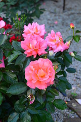red flowers in the garden