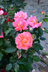 red flowers in the garden