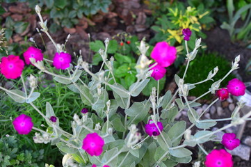 purple flowers in the garden