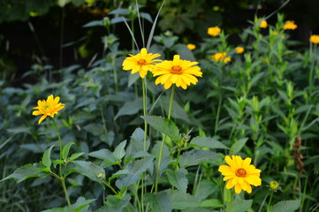 yellow flowers in the garden