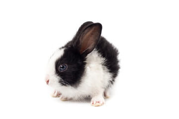 Rabbit on a white background