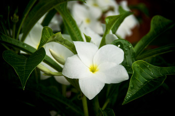 Close up of beautiful white and yellow frangipani plumeria flower on tree with pointed leaves, this scented flower is used in Hawaiian leis.