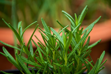 Eye level view of beautiful young green rosemary plant up close with shallow depth of field. fragrant Herb is used medicinally and also in cooking.
