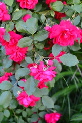 seamless background with roses