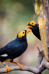 Yellow faced myna eating corn cob at aviary