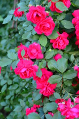 seamless background with roses