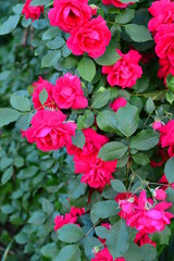 seamless background with roses