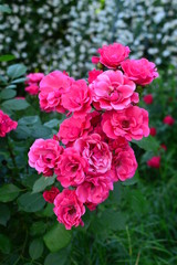 seamless background with roses