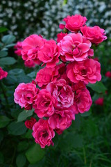 seamless background with roses