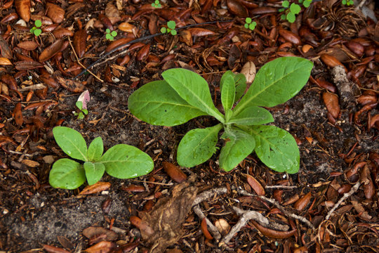 Two young Nicotiana rustica plants growing wild, also known as Hopi Tobacco used as medicine and also hallucinatory shamanic journeys.